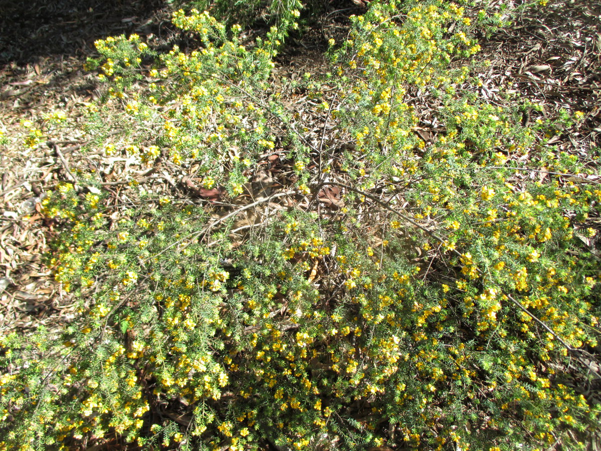 Image of Pultenaea villosa specimen.
