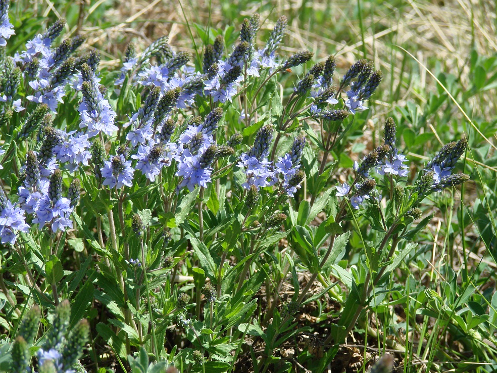 Image of Veronica prostrata specimen.