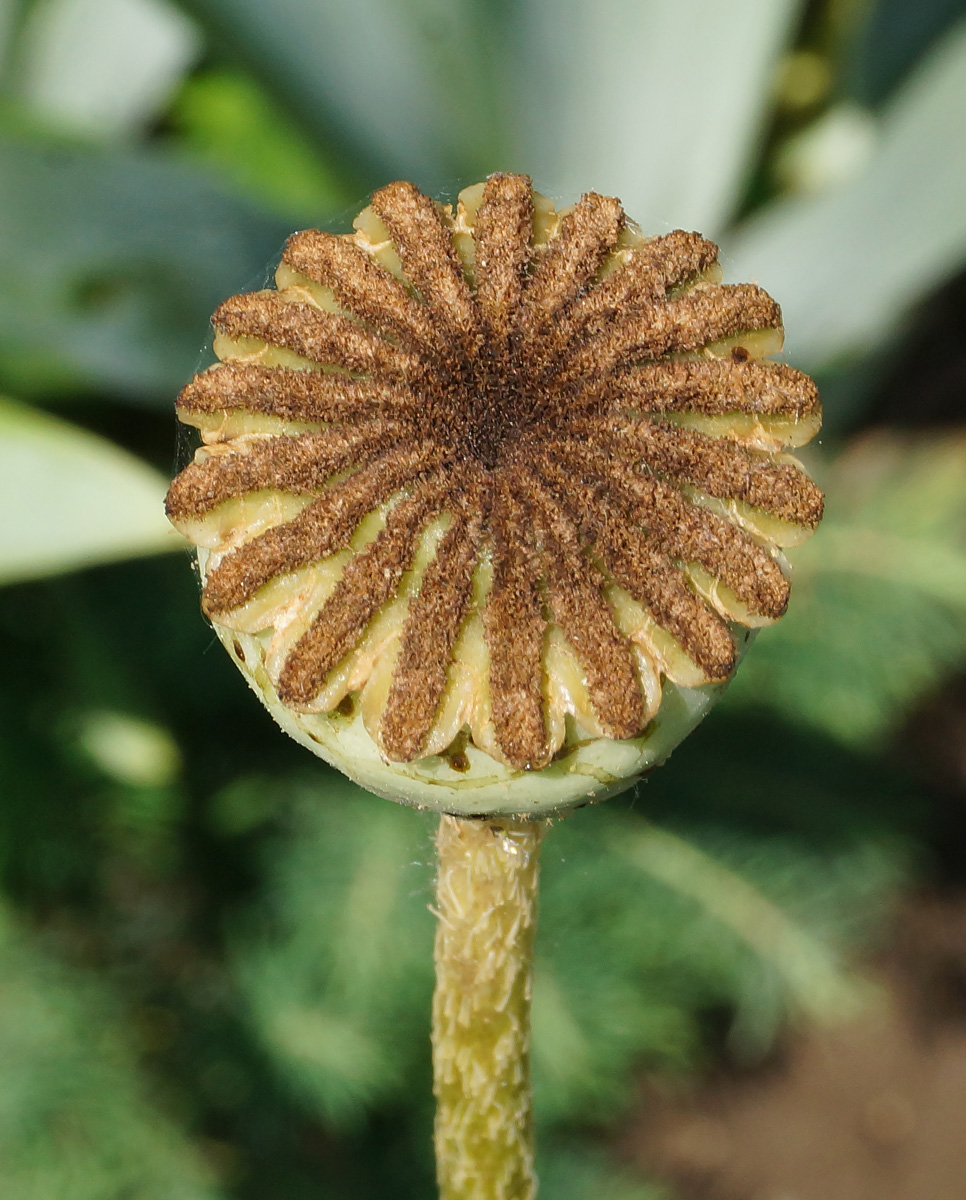 Image of Papaver orientale specimen.