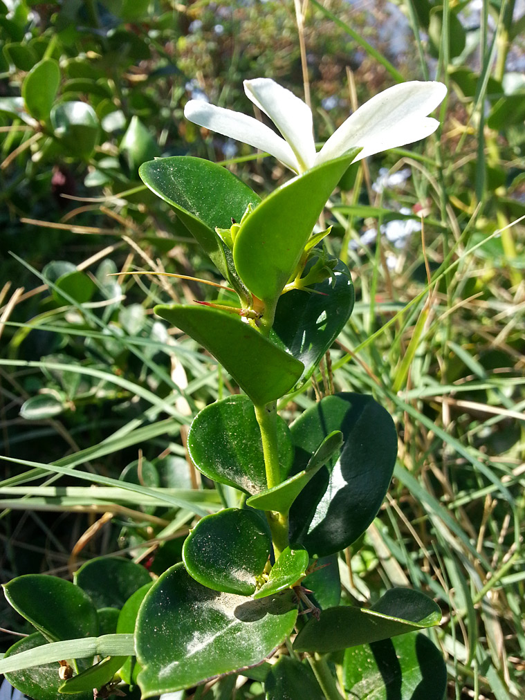 Image of Carissa macrocarpa specimen.