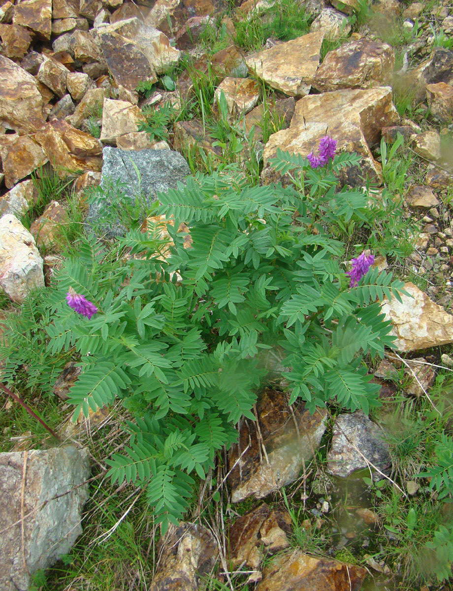 Изображение особи Hedysarum neglectum.