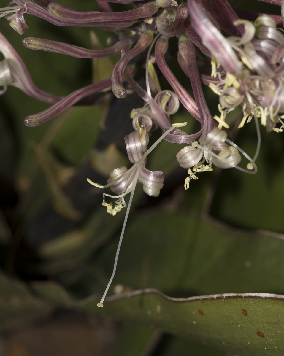 Image of Sansevieria liberica specimen.