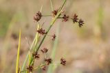 Juncus articulatus. Часть веточки с соплодиями. Беларусь, Витебская обл., дер. Сурмино, песчаный берег озера. 10.08.2017.