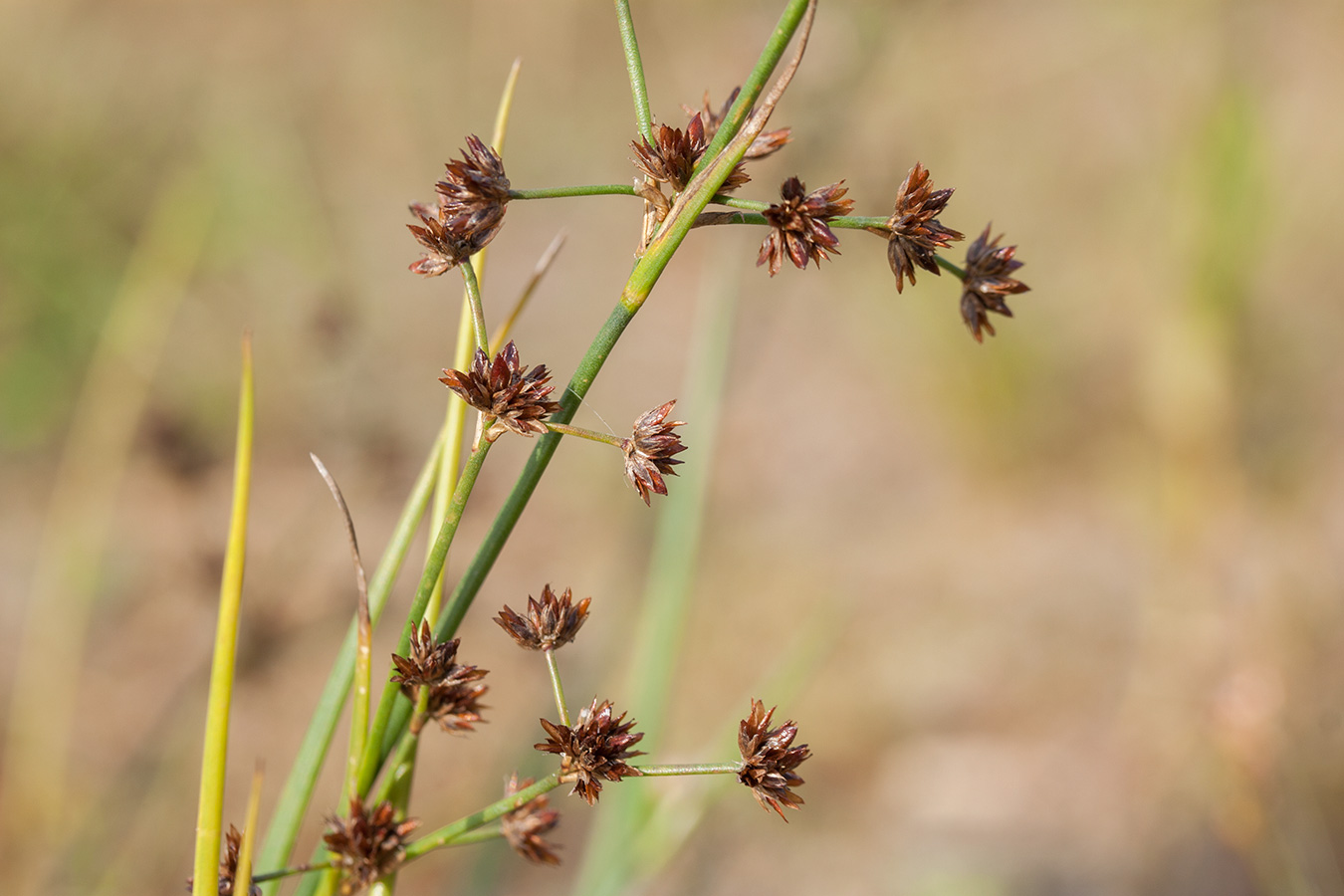 Изображение особи Juncus articulatus.