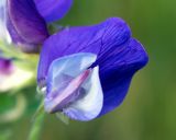 Lathyrus japonicus. Цветок. Камчатка, Усть-Камчатск, пос. 2-й завод, задернованная прибрежная полоса Камчатского залива. 25.08.2016.