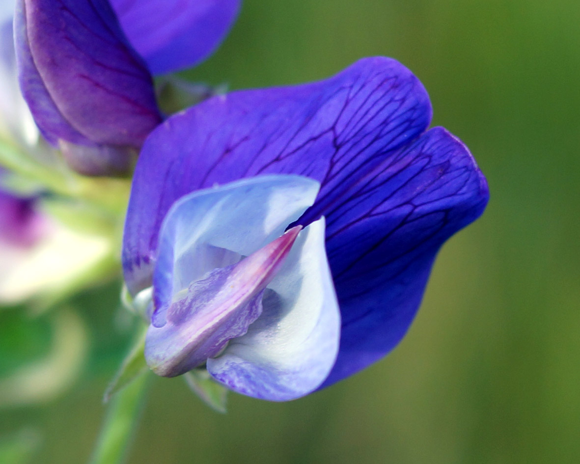 Изображение особи Lathyrus japonicus.