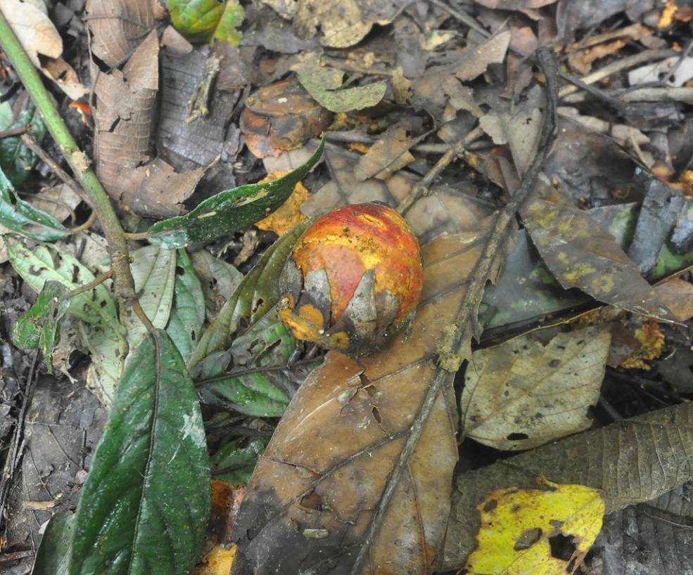 Image of familia Arecaceae specimen.