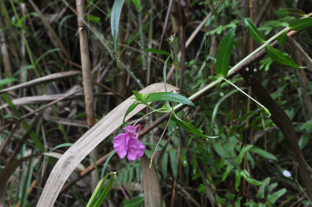 Image of genus Impatiens specimen.