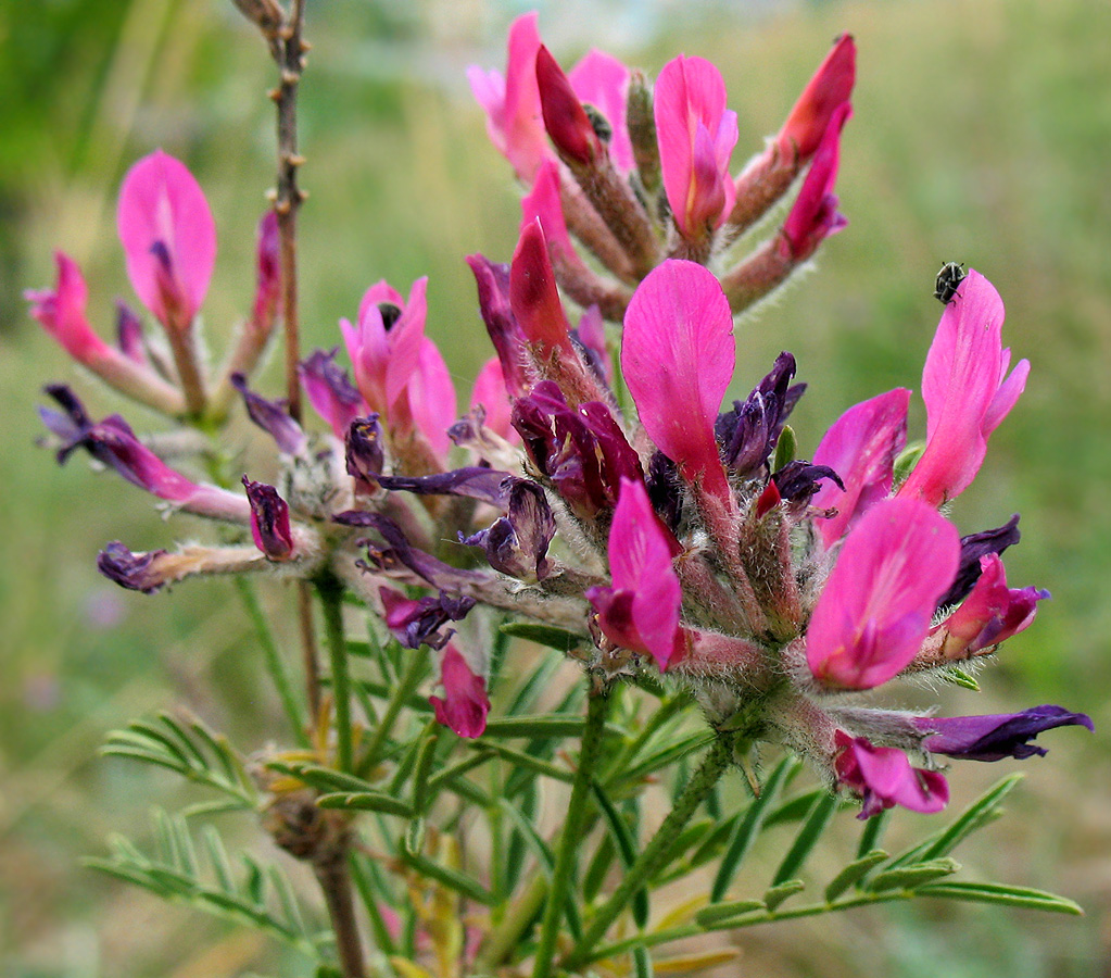 Image of Astragalus cornutus specimen.