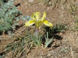 Iris humilis