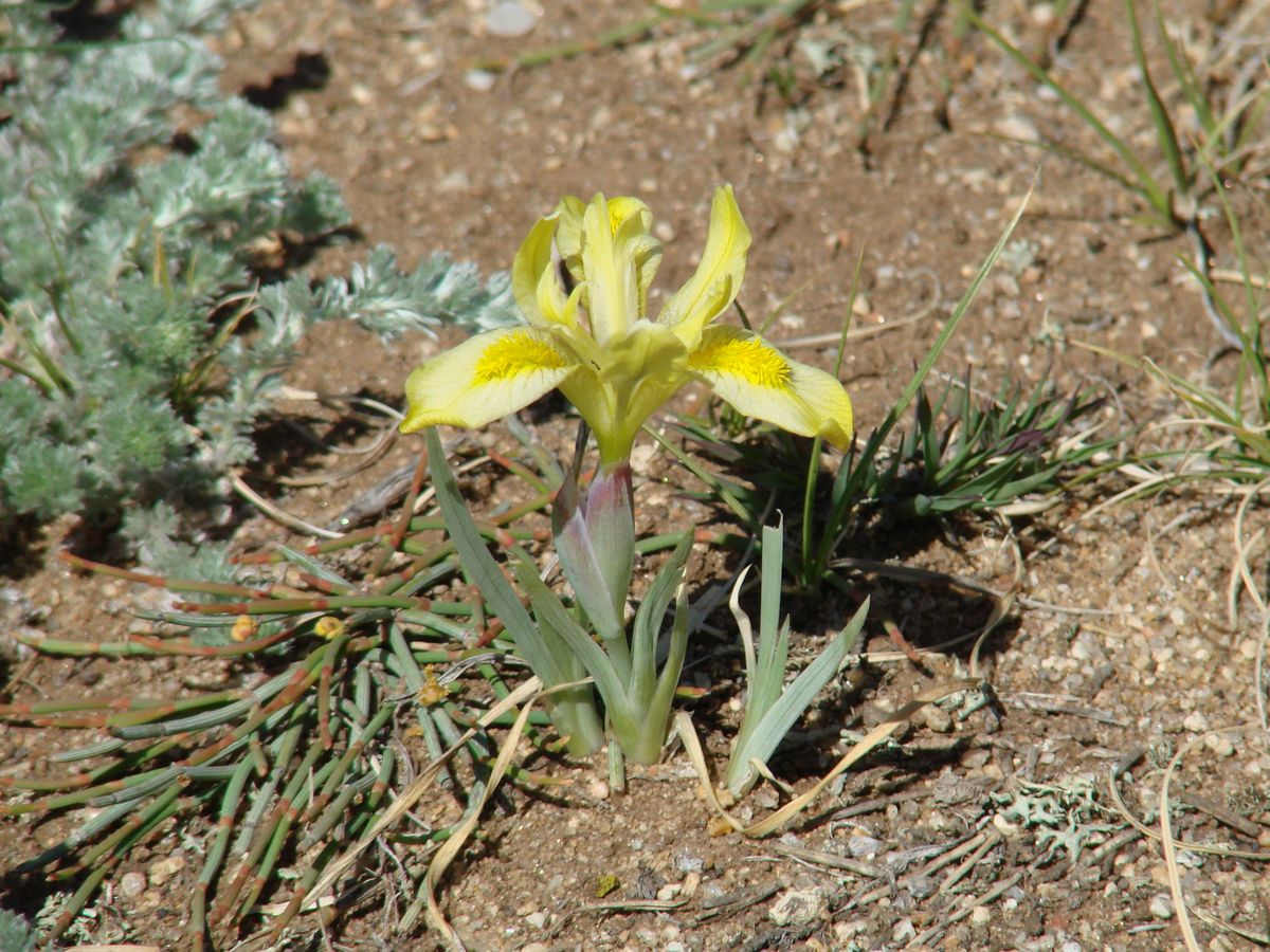 Изображение особи Iris humilis.