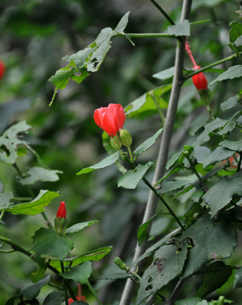 Изображение особи Malvaviscus arboreus.