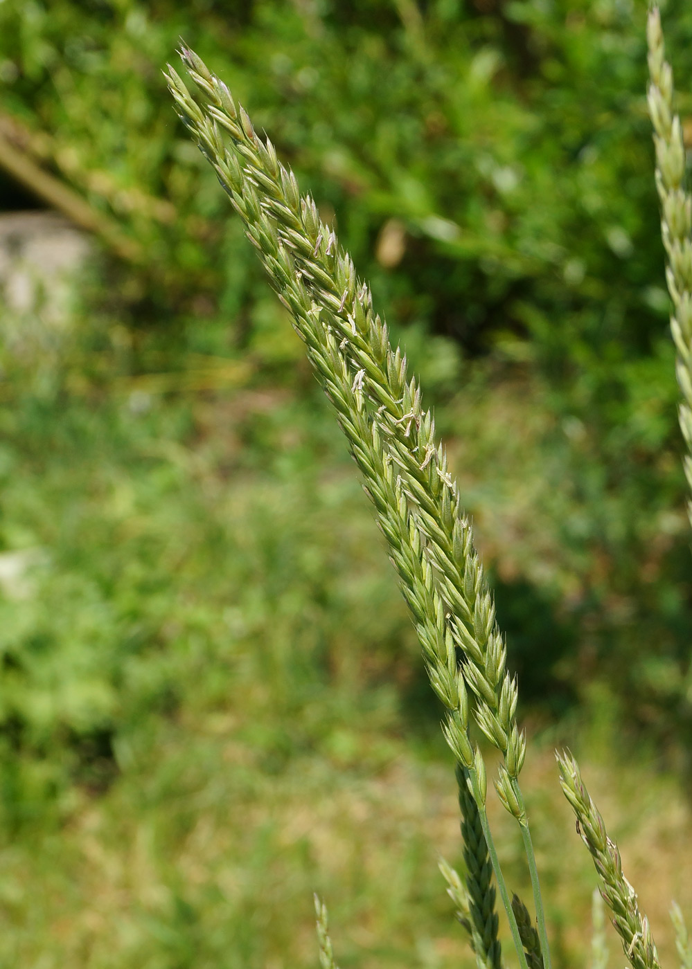 Image of genus Leymus specimen.