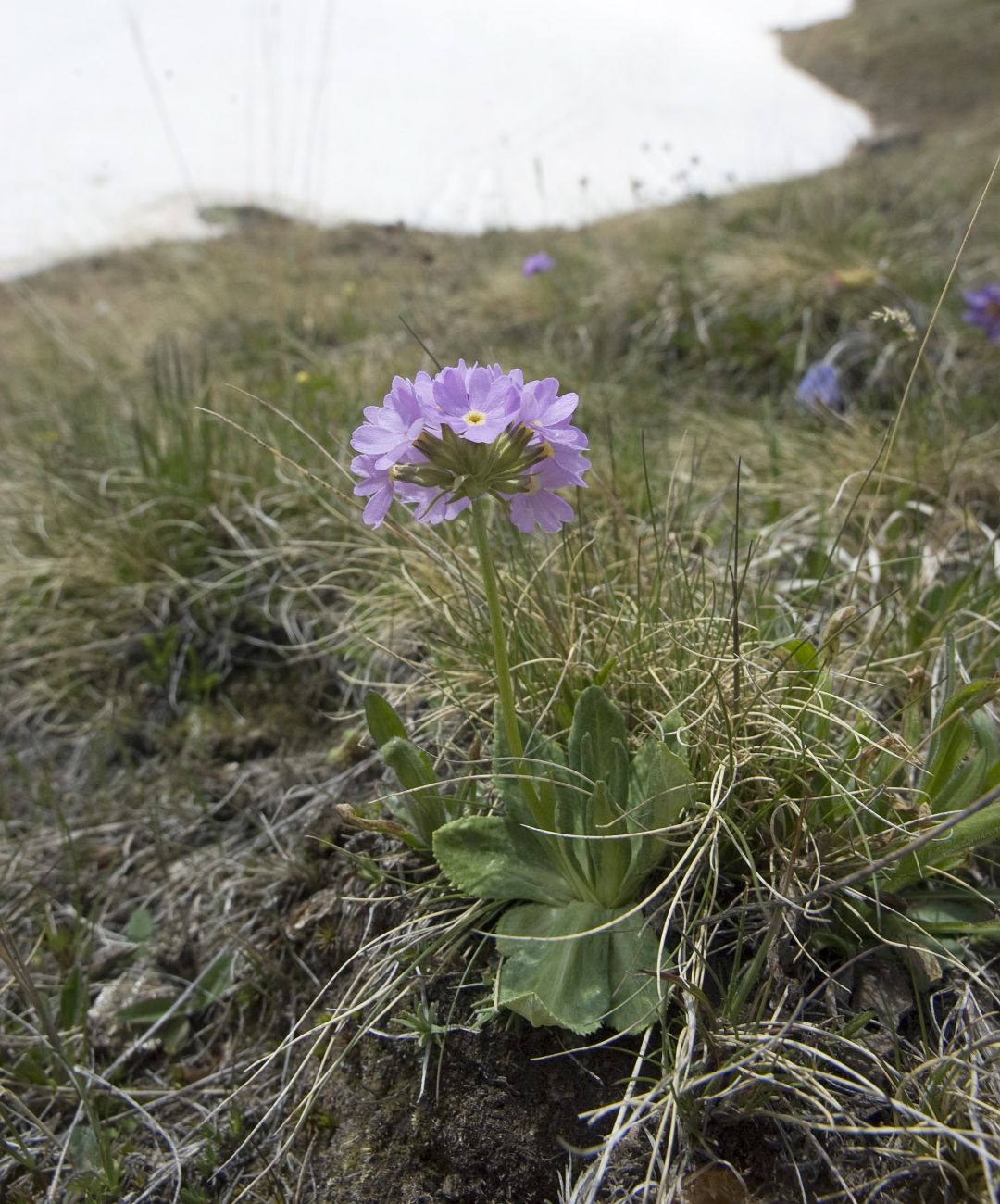 Image of Primula algida specimen.