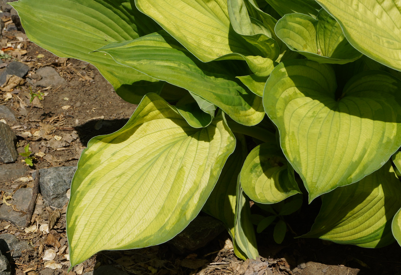 Изображение особи Hosta fortunei.