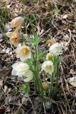 Pulsatilla orientali-sibirica. Отцветающее растение белоцветковой формы (P. patens s.l.) на поляне в берёзово-осиновом лесу. Новосибирская обл., Тогучинский р-н, согры Изылы. 17.05.2008.