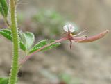 Cleome daghestanica. Часть побега с цветком. Дагестан, Унцукульский р-н, долина Ирганайского вдхр., ок. 700 м н.у.м., осыпь. 11.05.2018.