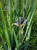 Iris halophila