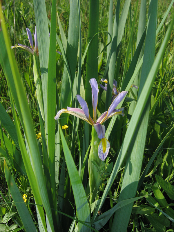 Изображение особи Iris halophila.