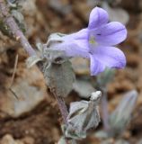 Campanula celsii