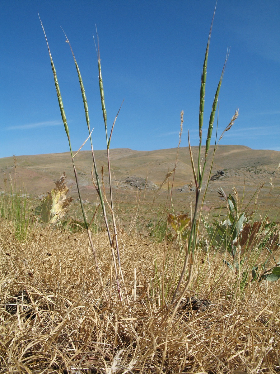 Изображение особи Aegilops cylindrica.