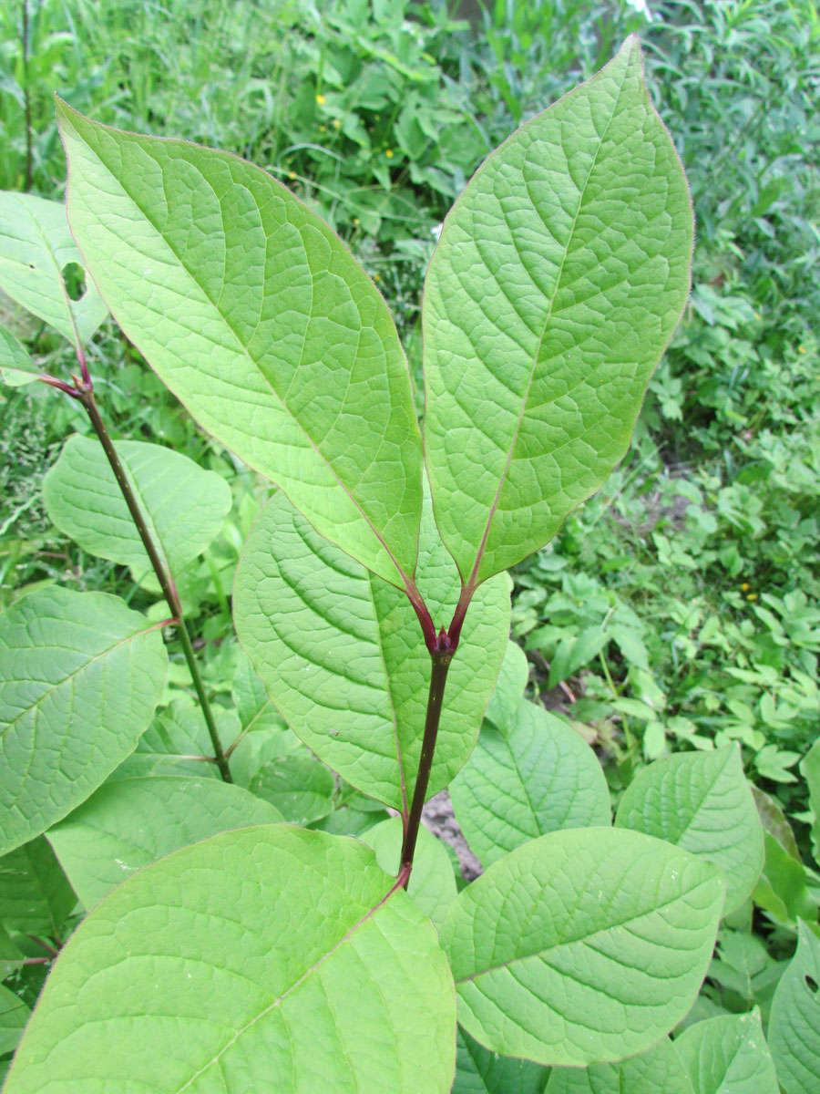 Image of Syringa reflexa specimen.