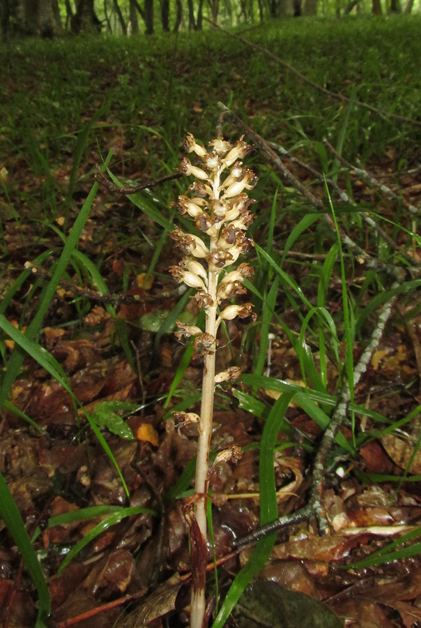 Image of Neottia nidus-avis specimen.