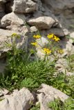 Rorippa sylvestris
