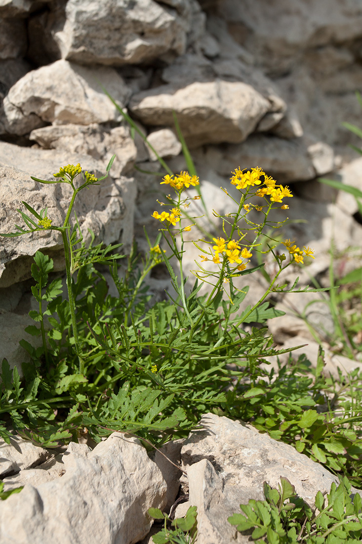 Изображение особи Rorippa sylvestris.