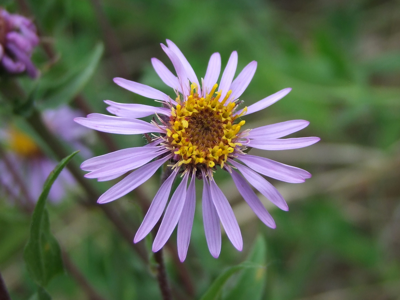 Изображение особи Aster sibiricus.