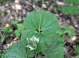 Valeriana tiliifolia. Листья. Грузия, Боржоми-Харагаульский национальный парк, маршрут №1, выс. ок. 1100 м н.у.м, хвойный лес с доминированием ели восточной. 25.05.2018.