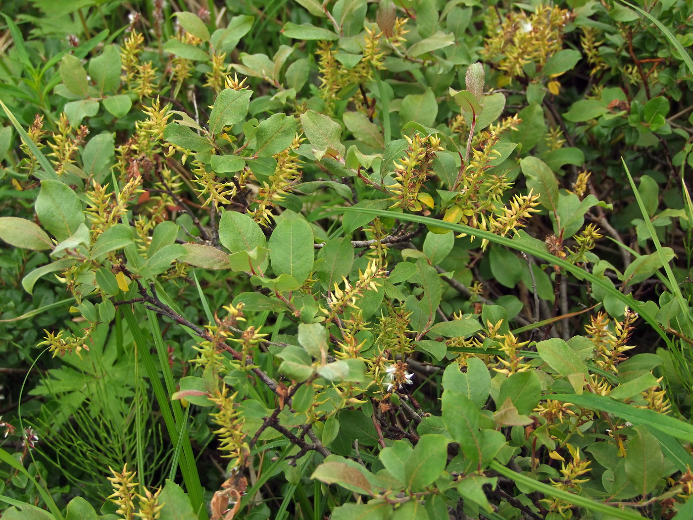 Изображение особи Salix hastata.