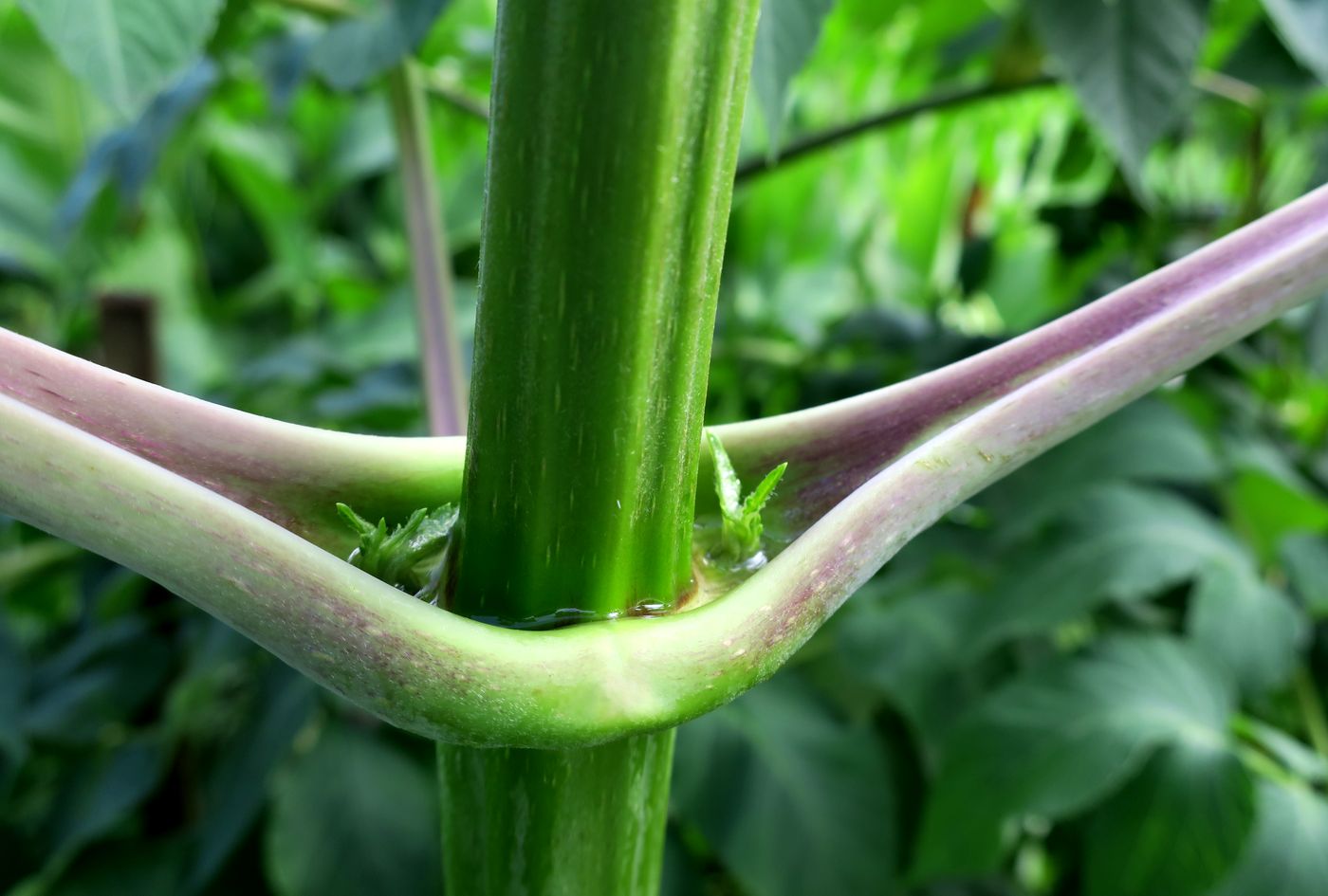 Image of Dahlia imperialis specimen.