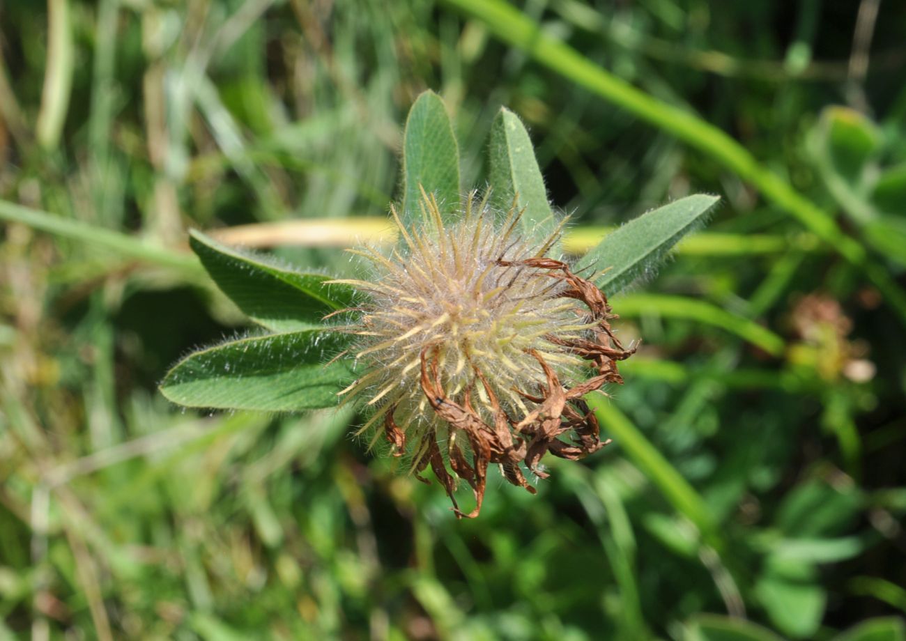 Изображение особи род Trifolium.