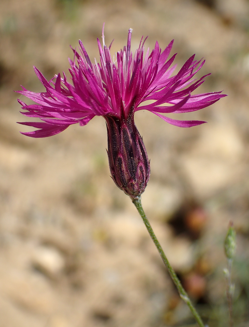 Изображение особи Crupina crupinastrum.