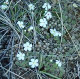 Androsace dasyphylla