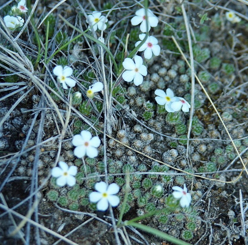 Image of Androsace dasyphylla specimen.