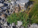 Papaver lapponicum