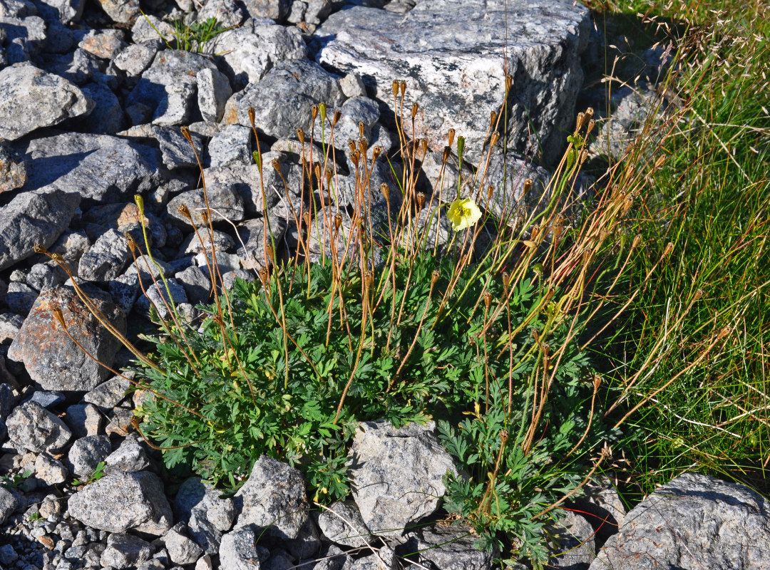 Image of Papaver lapponicum specimen.