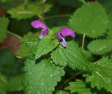 Lamium maculatum. Верхушка повторно цветущего растения. Московская обл., Одинцовский р-н, Звенигородская биостанция МГУ, в смешанном лесу на склоне надпойменной террасы. 21.10.2018.