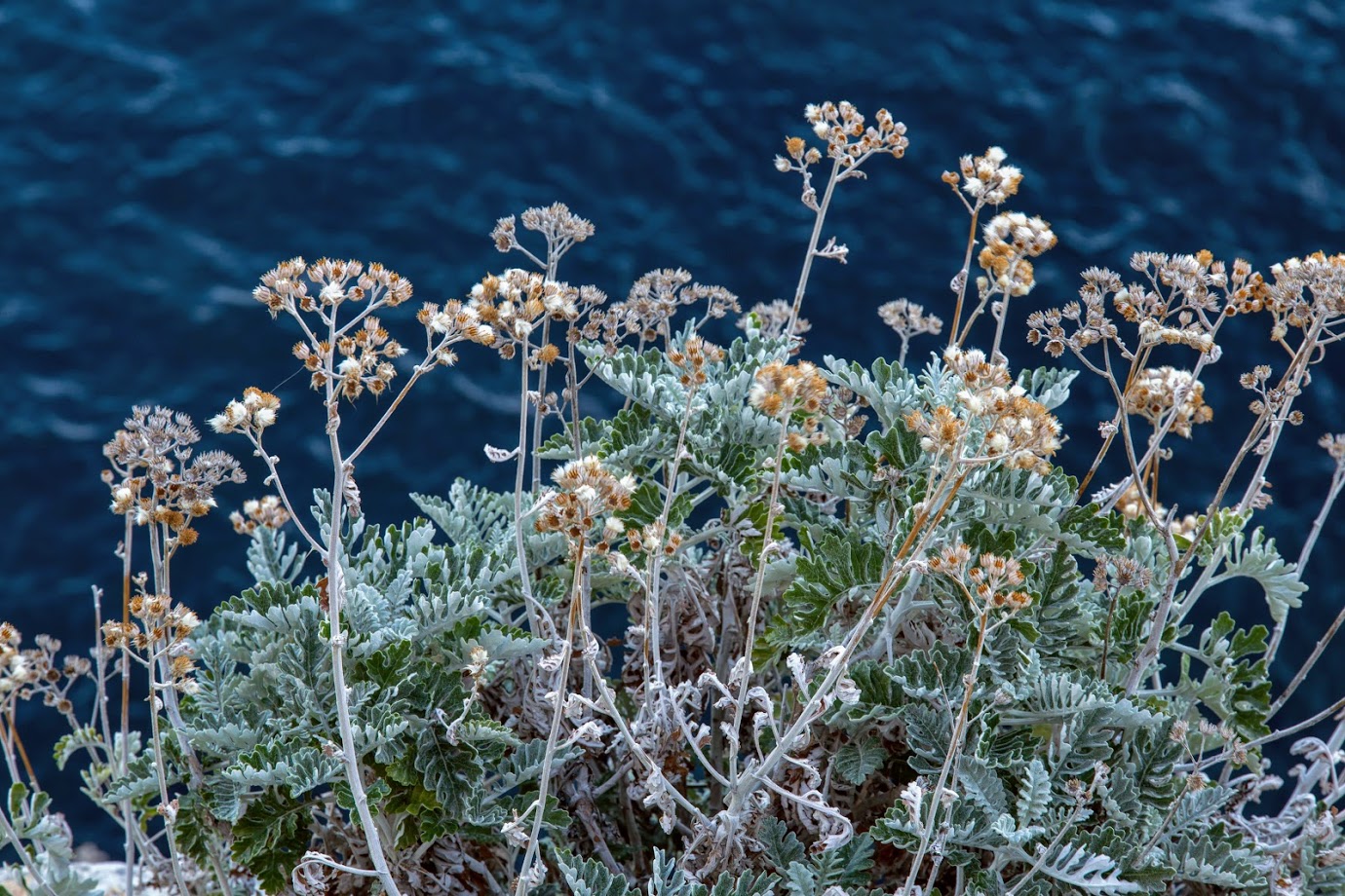 Изображение особи Senecio cineraria.