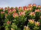 Mimetes fimbriifolius