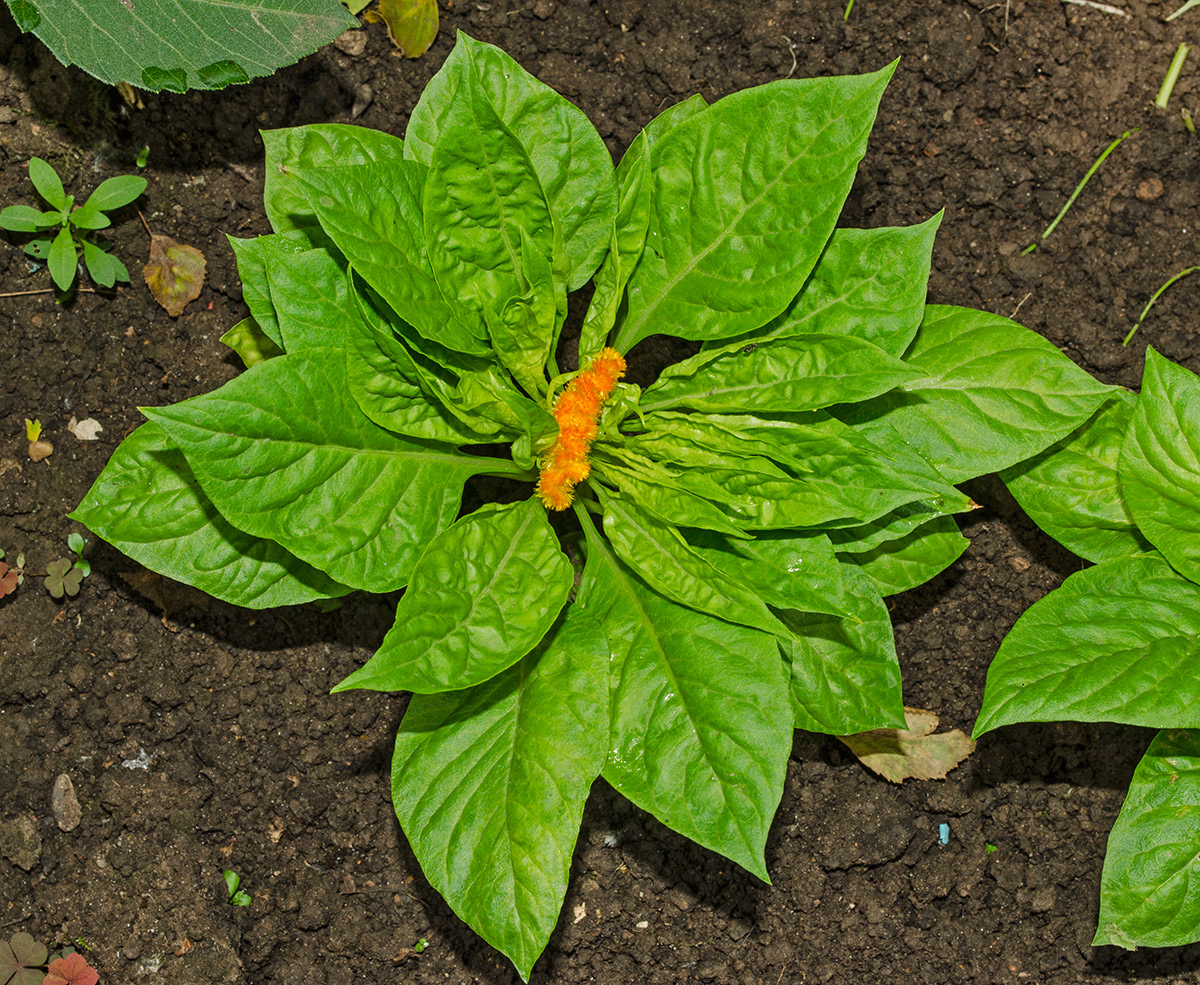 Изображение особи Celosia cristata.