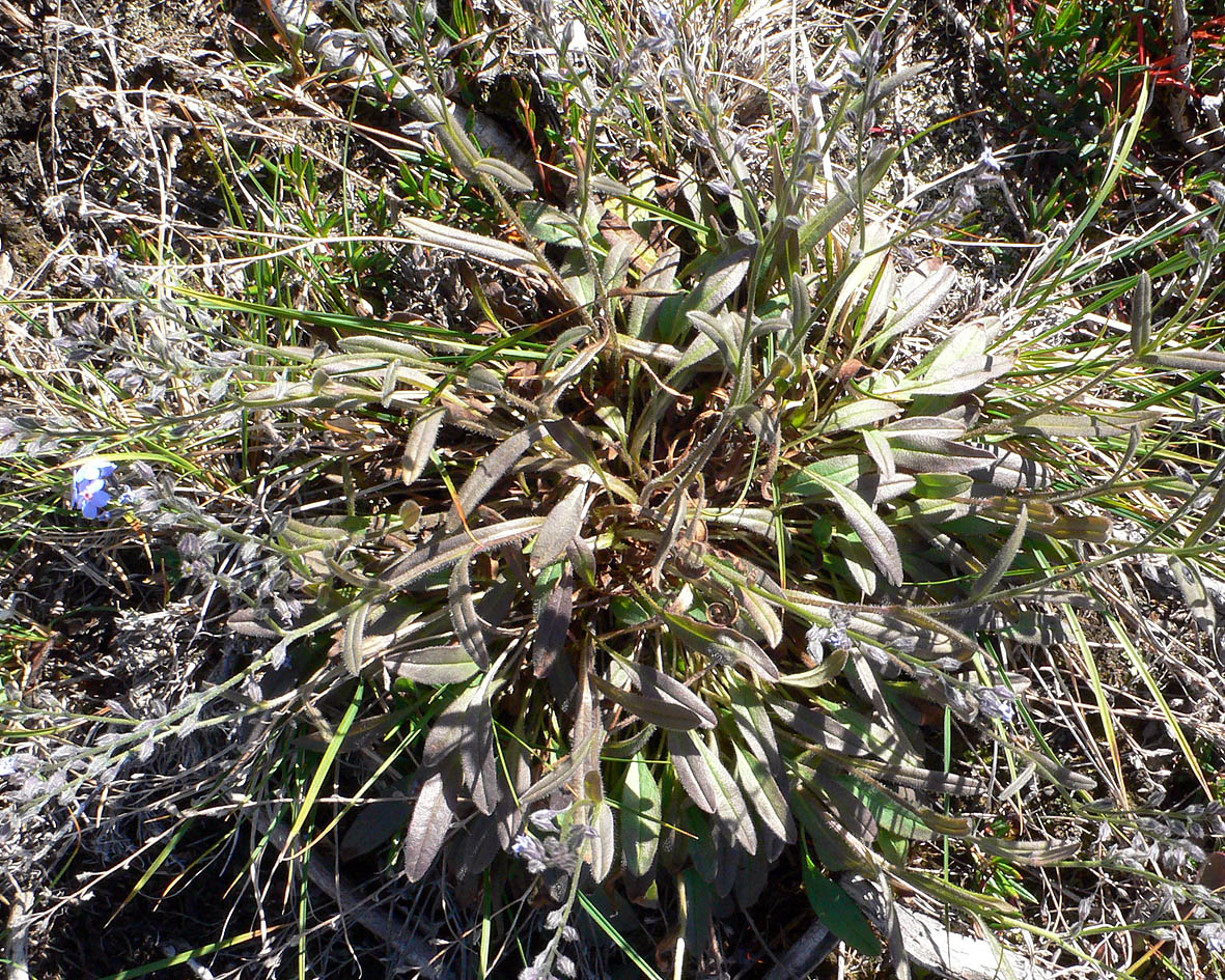 Image of genus Myosotis specimen.