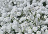 Achillea ptarmica var. multiplex