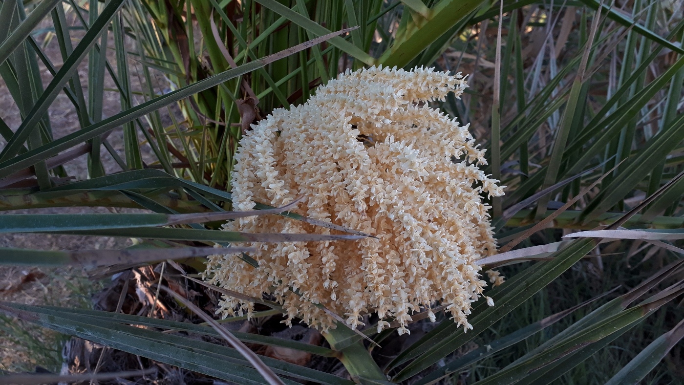 Image of genus Phoenix specimen.