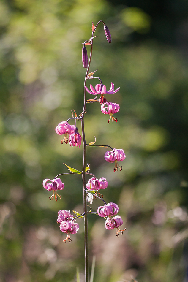 Image of Lilium pilosiusculum specimen.