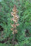 Orobanche lutea