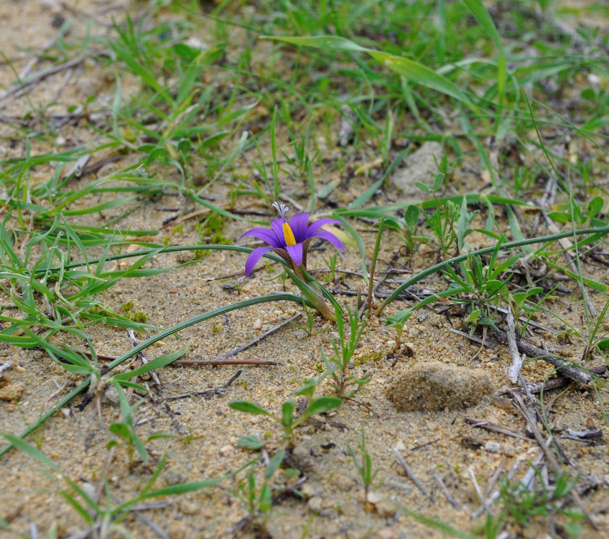 Image of Romulea tempskyana specimen.