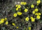 Ranunculus polyrhizos